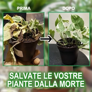 🍀Incredibile fertilizzante liquido idroponico🌱